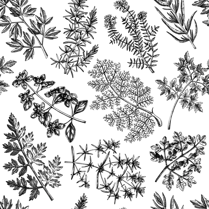 Hand-drawn herbs seamless pattern. Hand-sketched food background. Vintage aromatic plants backdrop in sketched style. Kitchen spice and herbs drawings for packaging, menu, labels